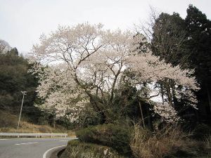 【桜・見ごろ】ほそき神社（おまき桜）