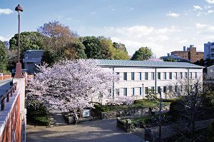 【桜・見ごろ】港の見える丘公園（神奈川近代文学館周辺「芸亭の桜」）
