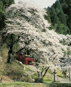 【桜・見ごろ】甚五郎桜