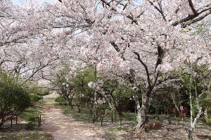 【桜・見ごろ】岡山霊廟塔周辺