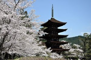 【桜・見ごろ】香山公園