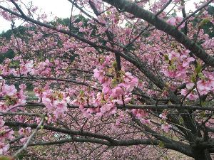 【桜・見ごろ】河村瑞賢公園の河津桜