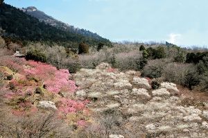 第52回筑波山梅まつり