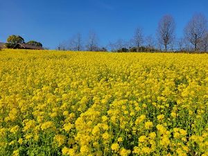 【花・見ごろ】ハーベストの丘　50万本の菜の花