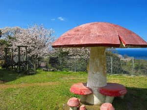 【桜・見ごろ】権田公園