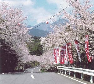 【桜・見ごろ】布津運動公園