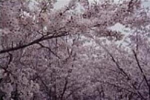 【桜・見ごろ】蛇ケ谷公園