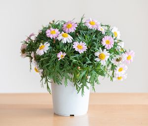 お花のクイズラリー　王子住宅公園