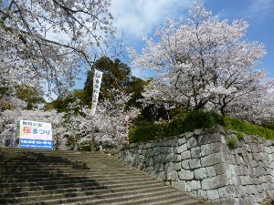 高鍋城址桜まつり2025　桜と灯りと風土