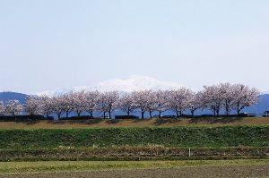 【桜・見ごろ】桜づつみ
