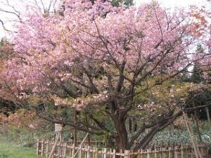 【桜・見ごろ】火打谷のキクザクラ
