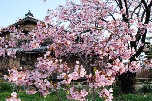 武家屋敷原田家 蜂須賀桜一般公開