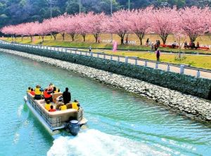 蜂須賀桜並木お花見会