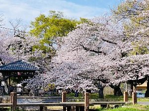 桜色のオニマルシェ