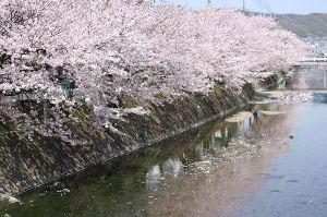 【桜・見ごろ】桜土手