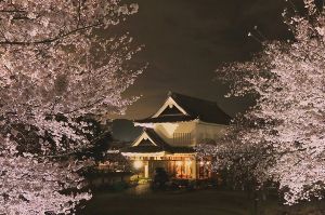 勝竜寺城公園×夜桜のライトアップ