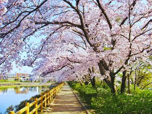 【桜・見ごろ】長岡天満宮