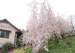 【桜・見ごろ】天岩戸の湯