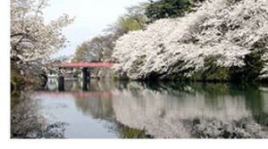 高岡城跡　高岡桜まつり