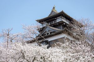 【桜・見ごろ】丸岡城、霞ヶ城公園