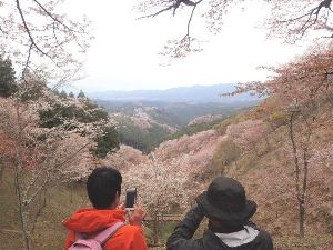 吉野千本桜と青根ヶ峰トレッキング