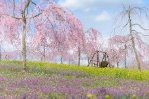 世羅高原農場　さくら祭り