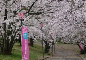【桜・見ごろ】すすきケ原入野公園