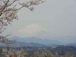 春爛漫　湘南アルプス縦走ハイク