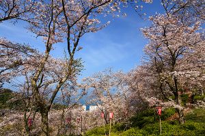 【桜・見ごろ】とけん山公園