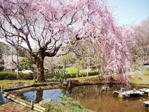 真鶴しだれ桜の宴