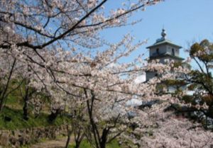 【桜・見ごろ】桃陵公園