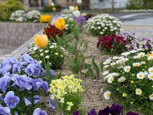 春咲きの花を植えよう！