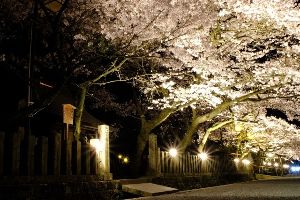 阿蘇神社　桜のライトアップ