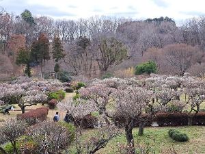 町田薬師池公園四季彩の杜薬師池 梅まつり