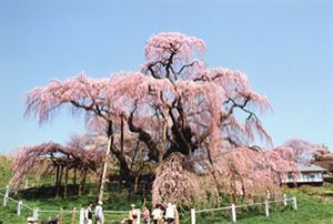 【桜・見ごろ】三春町