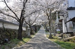 【桜・見ごろ】今高野山