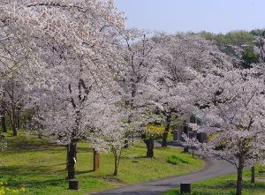 【桜・見ごろ】国営武蔵丘陵森林公園