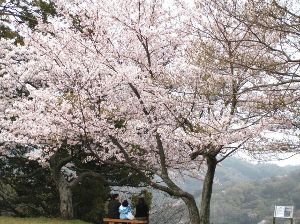 【桜・見ごろ】浜田城山公園
