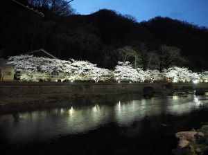 【桜・見ごろ】湯原温泉