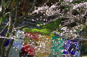 【桜・見ごろ】普門寺の四季桜
