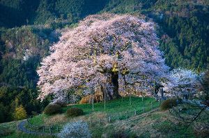 【桜・見ごろ】醍醐桜