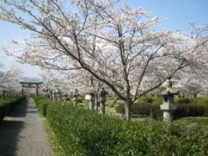 【桜・見ごろ】旭ヶ岡公園
