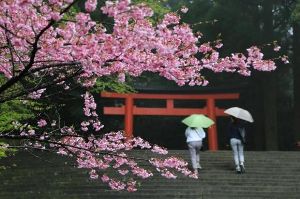 【桜・見ごろ】霧島神宮