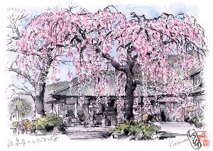 絵師しろひげ 秦野観光スケッチ4月～桜舞う寺社を描く