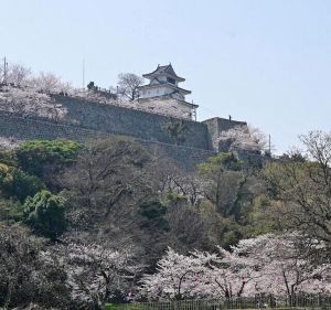 丸亀城桜まつり