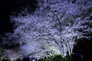 げいせい桜まつり2025　桜ヶ丘公園ライトアップ