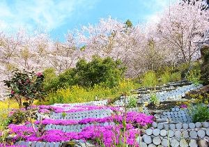第12回 大川村 さくら祭・しばざくら祭