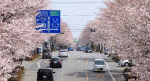 【桜・見ごろ】さつき大通り