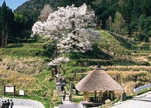 【桜・見ごろ】佛隆寺の千年桜