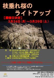 枝垂れ桜のライトアップ